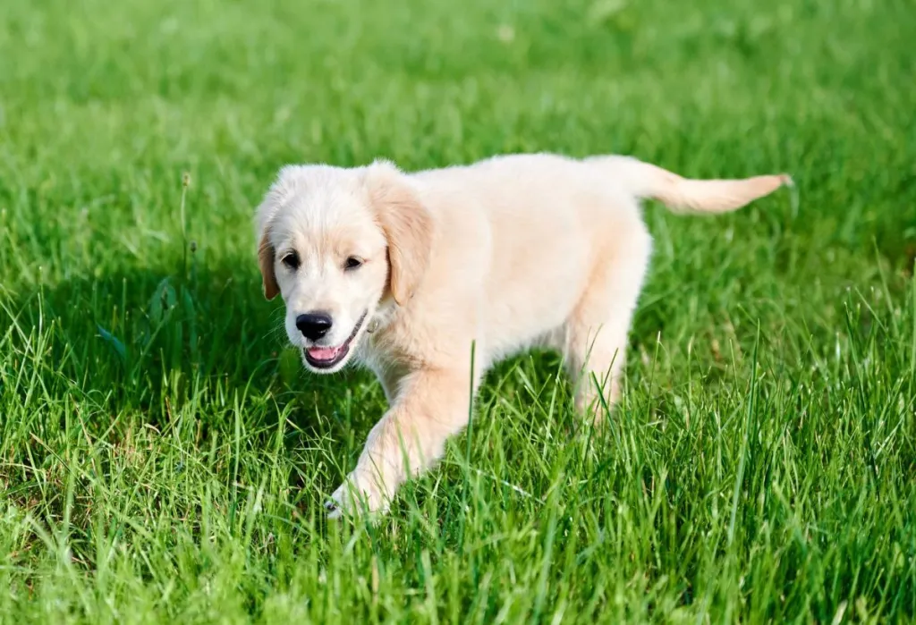 Golden Retriever puppy walking in grass