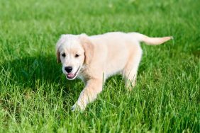 Golden Retriever puppy walking in grass