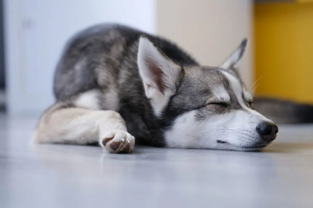 miniature husky sleeping