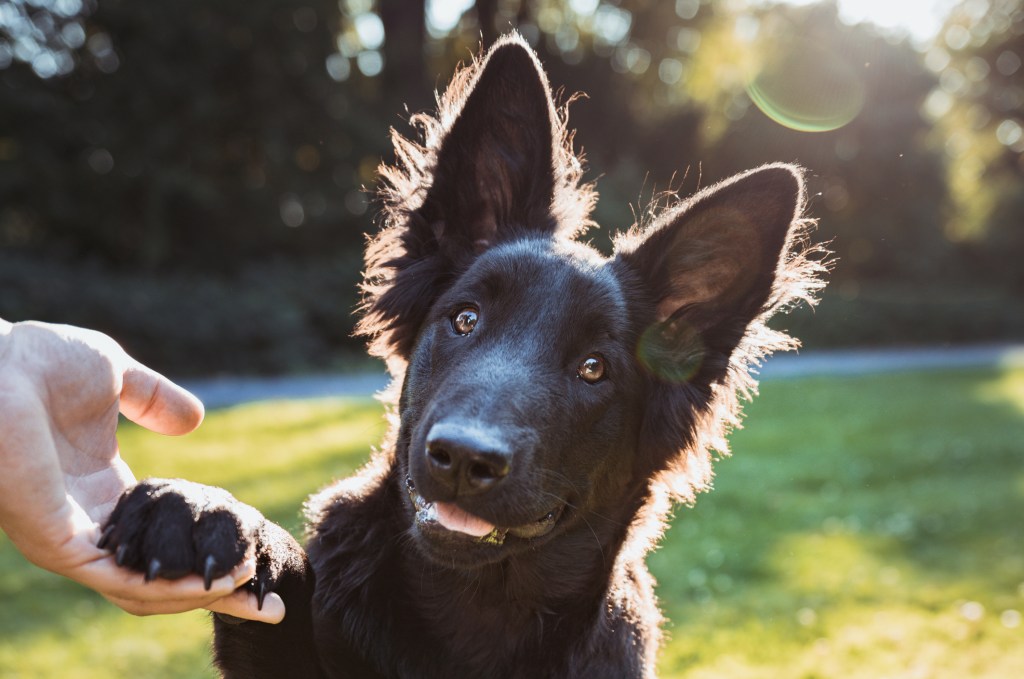 Photo of a Belgian Sheepdog, a Belgian dog breed, puppy with big ears offering a paw to the photographer.