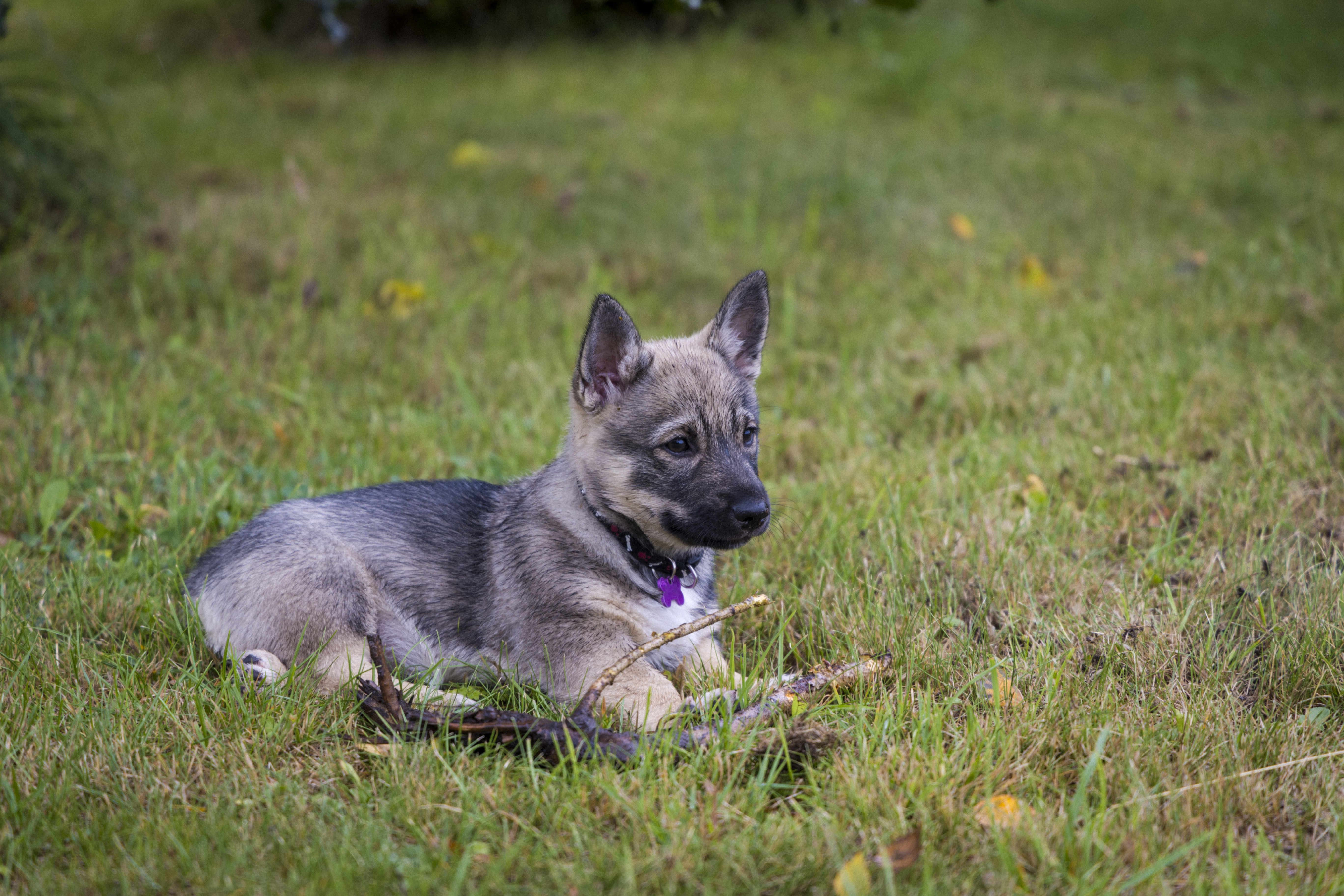 Swedish store vallhund puppies