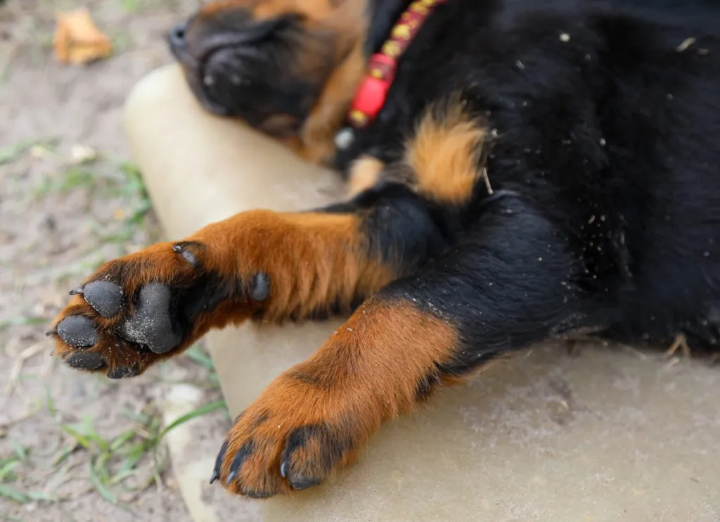 Close-up of paws of Rottweiler lying on ground
