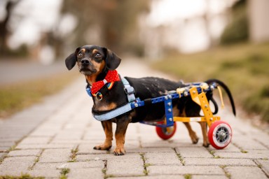 A Dachshund suffering from chondrodysplasia (CDPA) using a wheelchair to help with mobility.