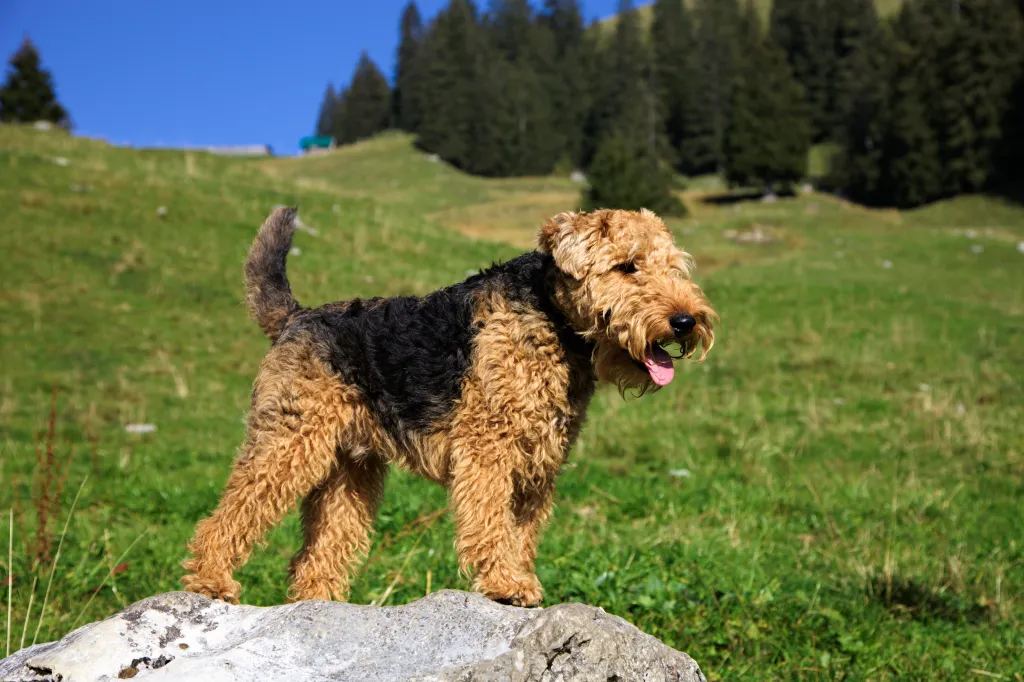 A shaggy Welsh Terrier poses on a rock after a long hike in the Swiss Alps.