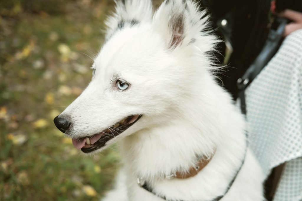 white yakutian laika