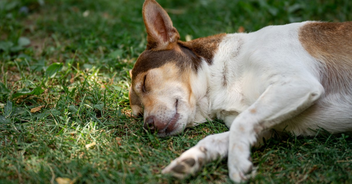 Dog Shot and Killed at Toronto Park After Altercation