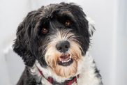 portrait of a Portuguese Water Dog