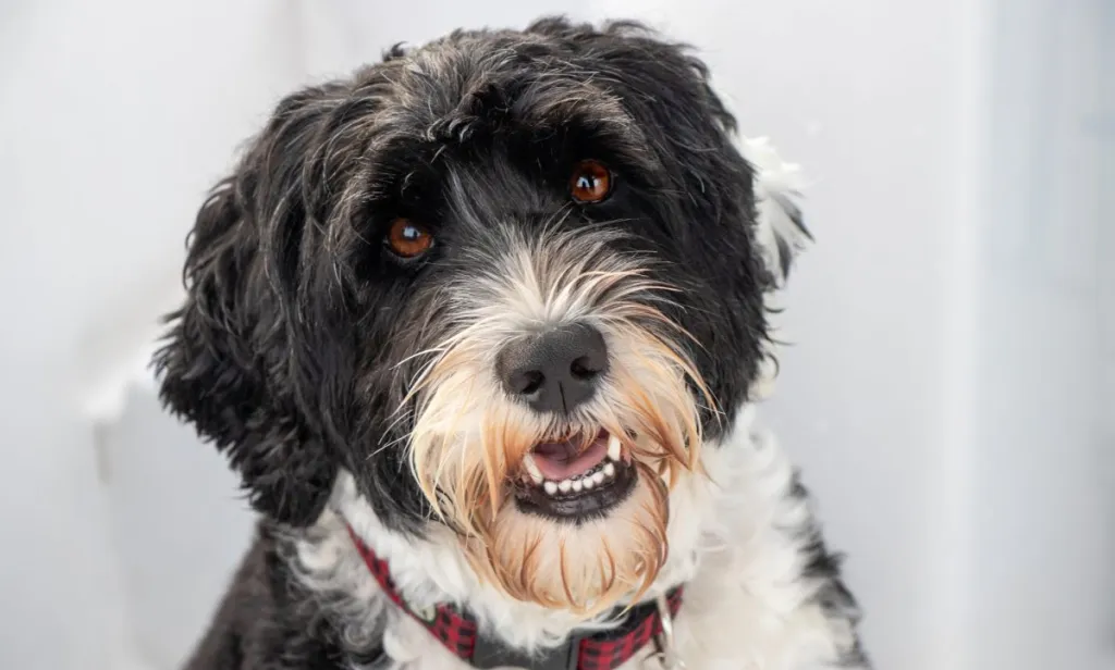 portuguese water dog brown