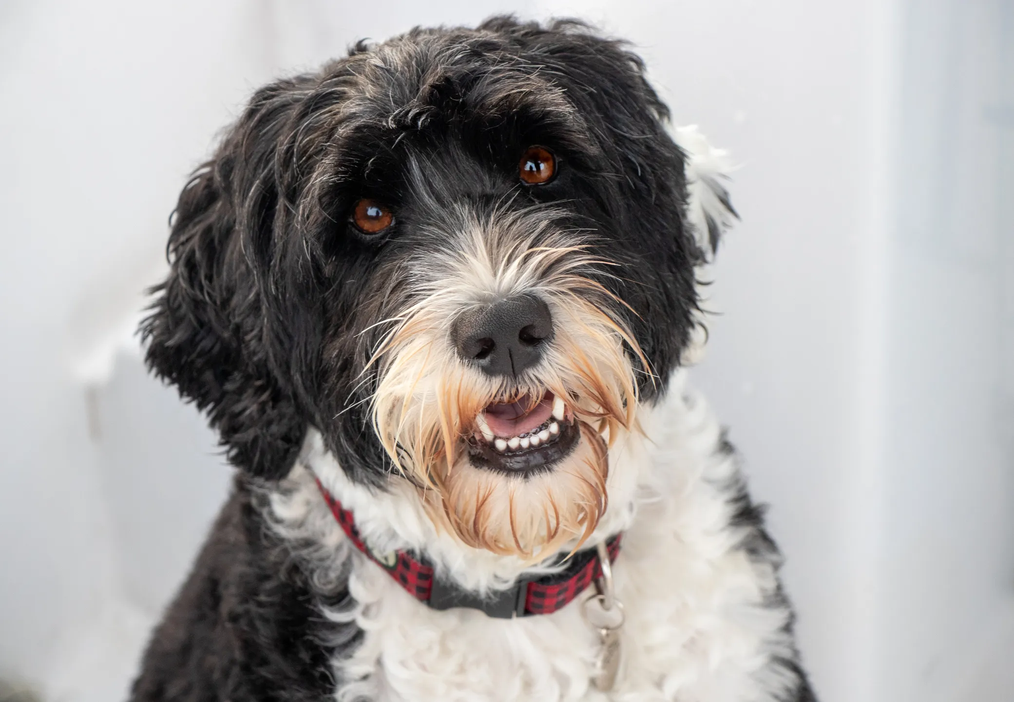 Best brush for store portuguese water dog