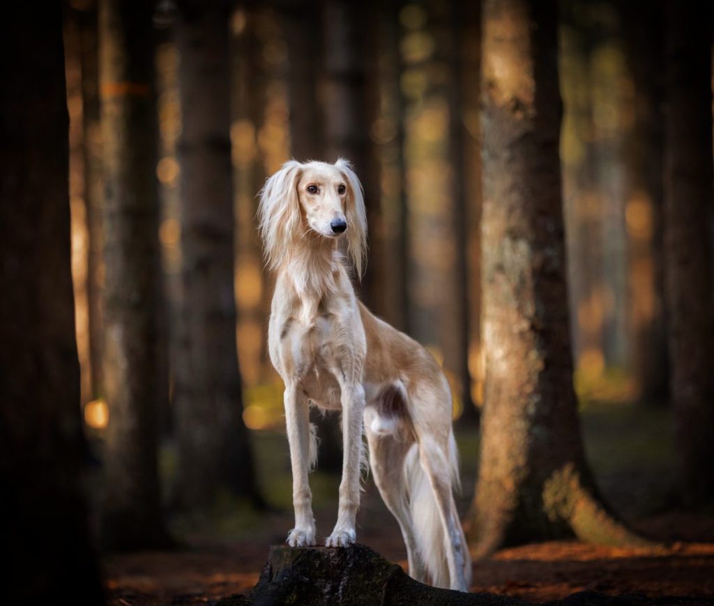 do saluki dogs get along with other dogs