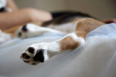 close-up of dog paw in bed
