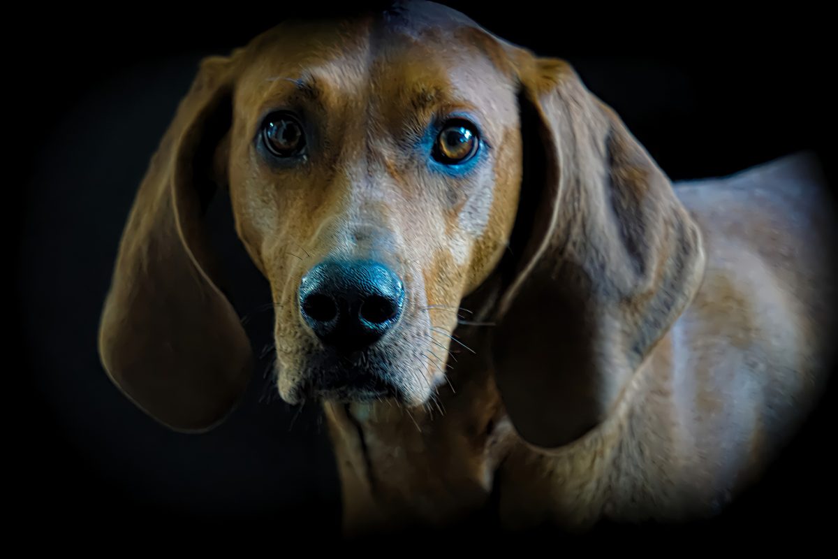 Facts about best sale redbone coonhounds