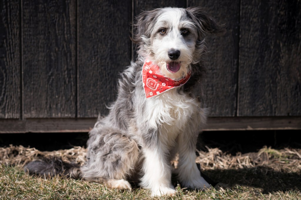 Bearded Collie Looking at Camera with a Red Bandana