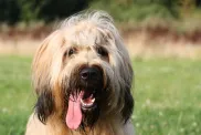 Close up of a Briard with tongue out standing in a field.