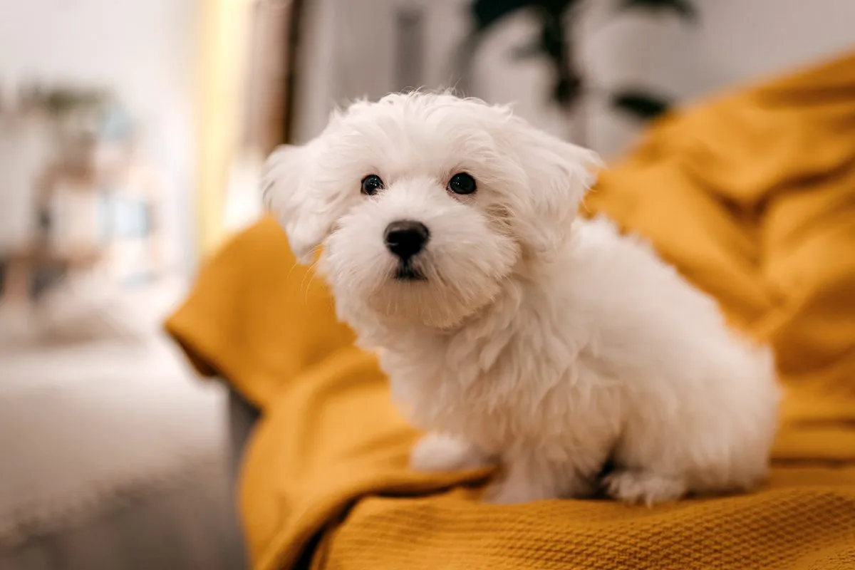 Maltese store dog moulting