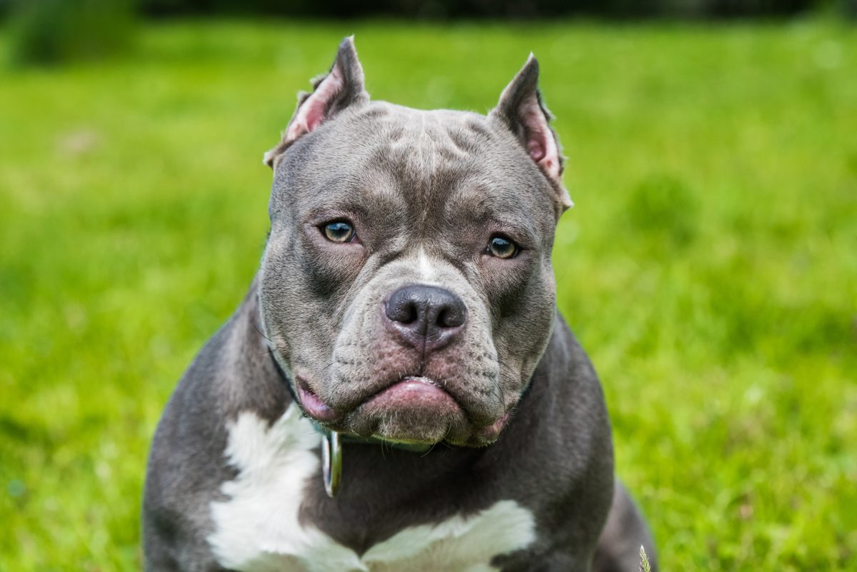 Pure store breed bully