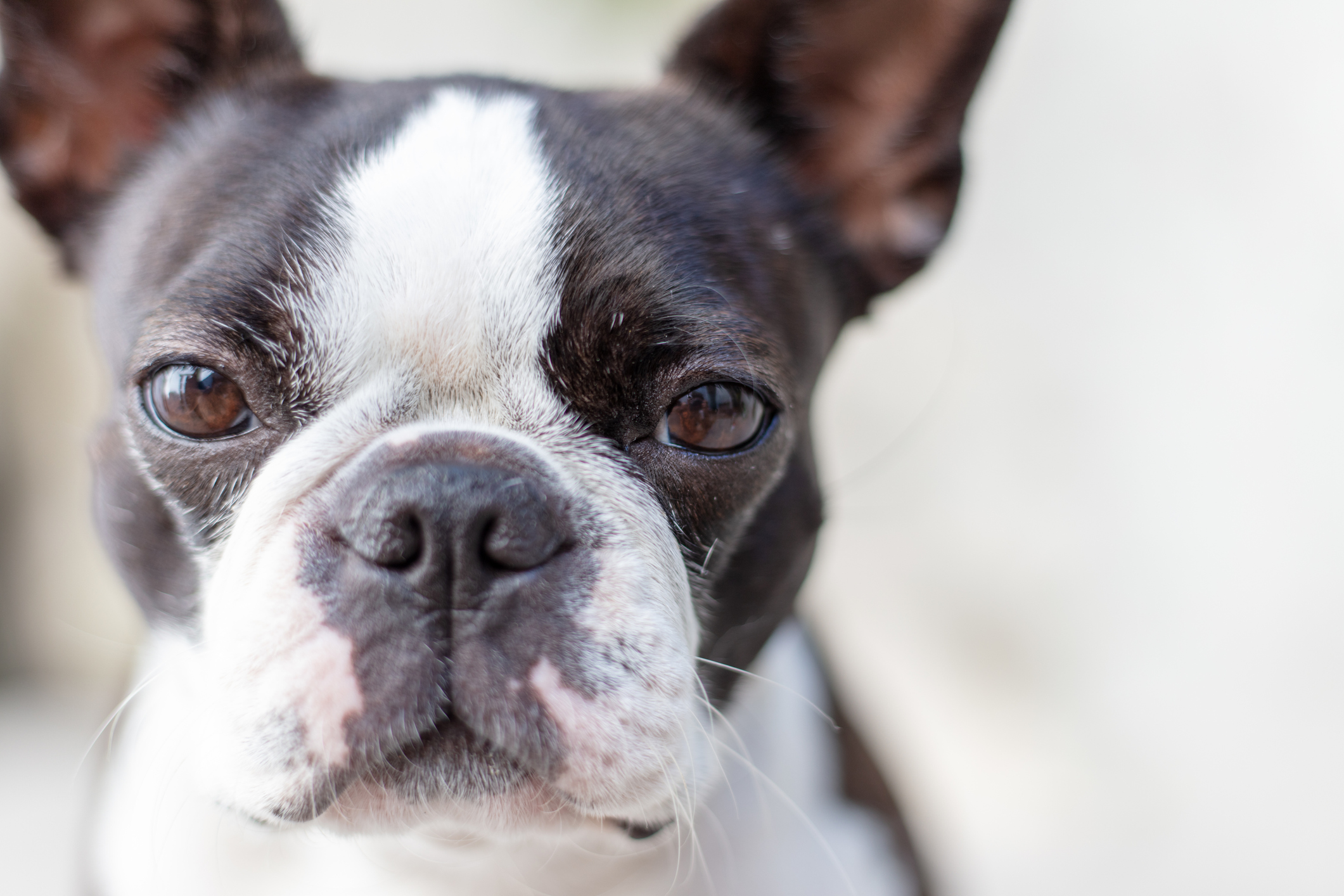 Boston Terrier Dog Breed Information & Characteristics