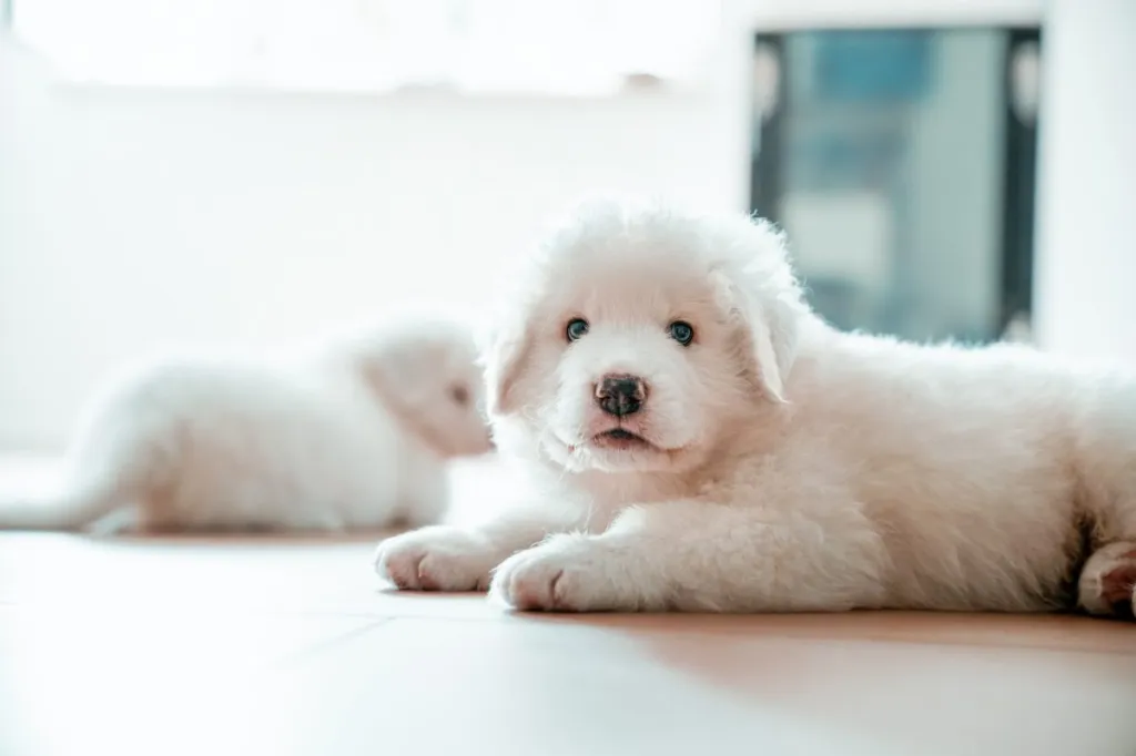 Pair of white baby Maremma sheepdogs