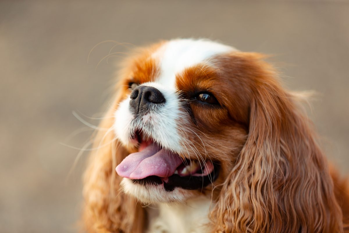 English toy spaniel sales puppy