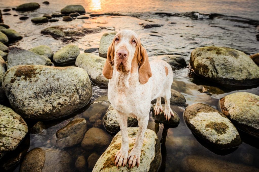 Bracco Italiano at sunset