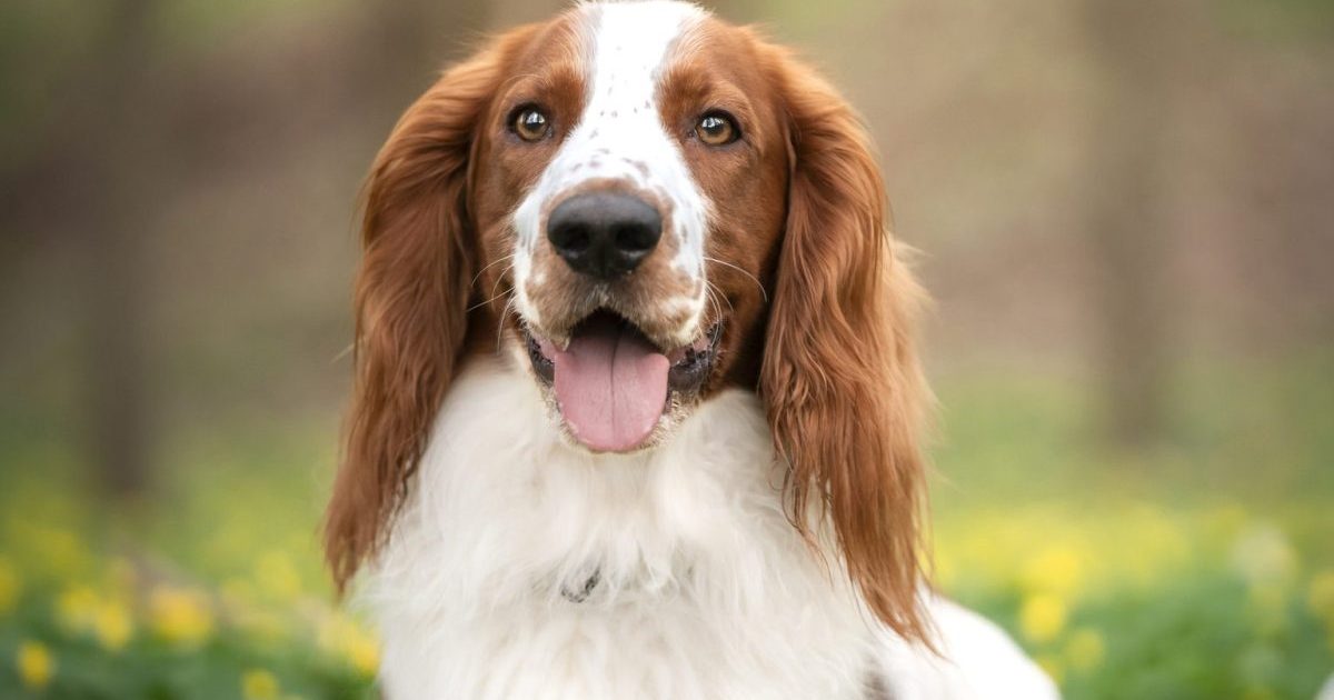 welsh springer spaniel smiling