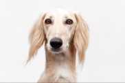 saluki portrait