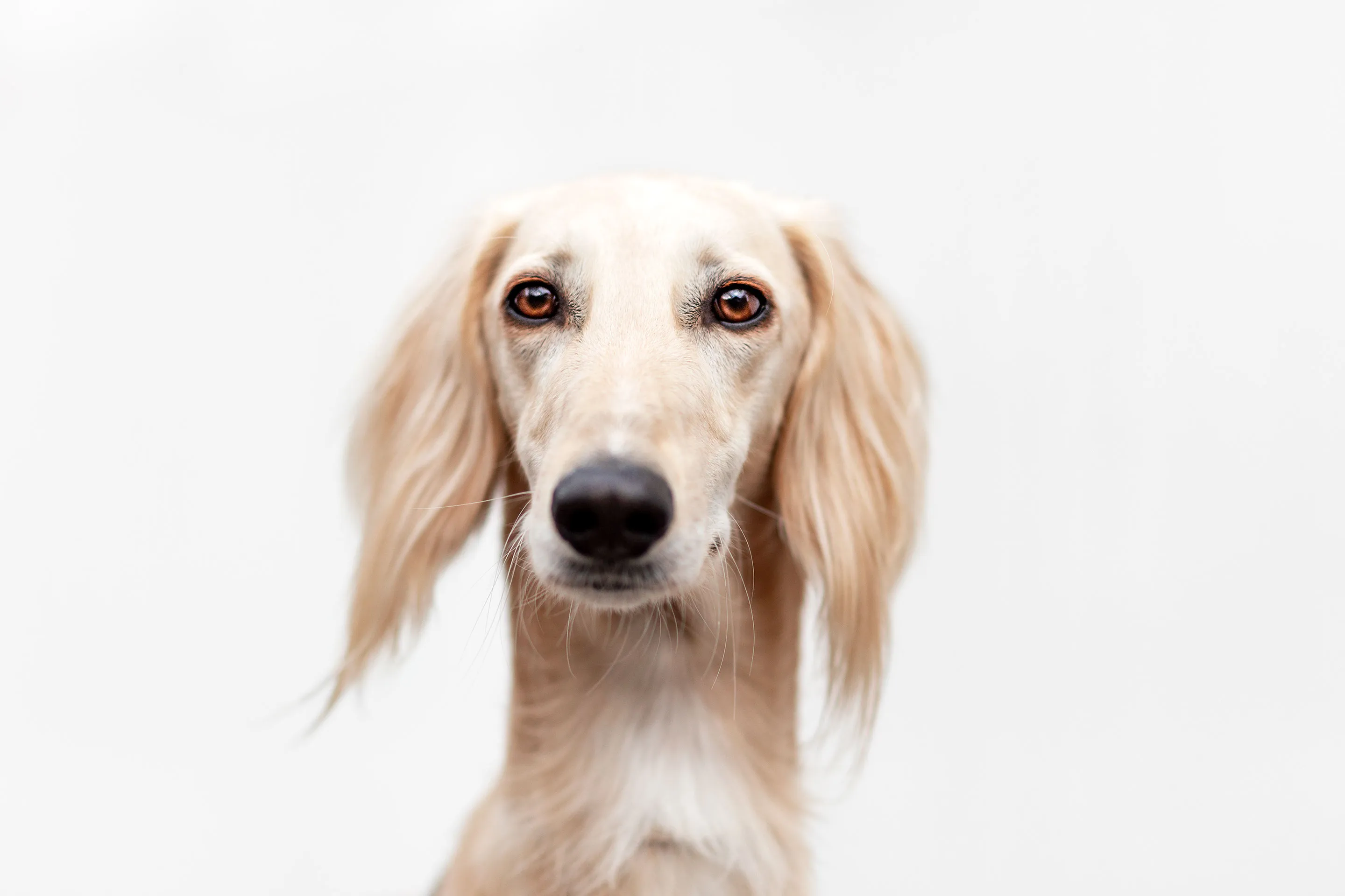 Smooth best sale coated saluki