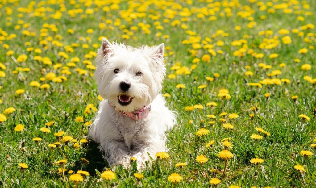 Westie dog enjoying spring