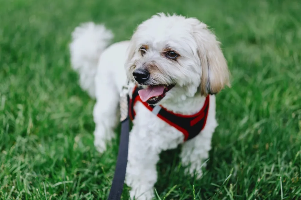 Coton de Tuléar Enjoys the Outdoors