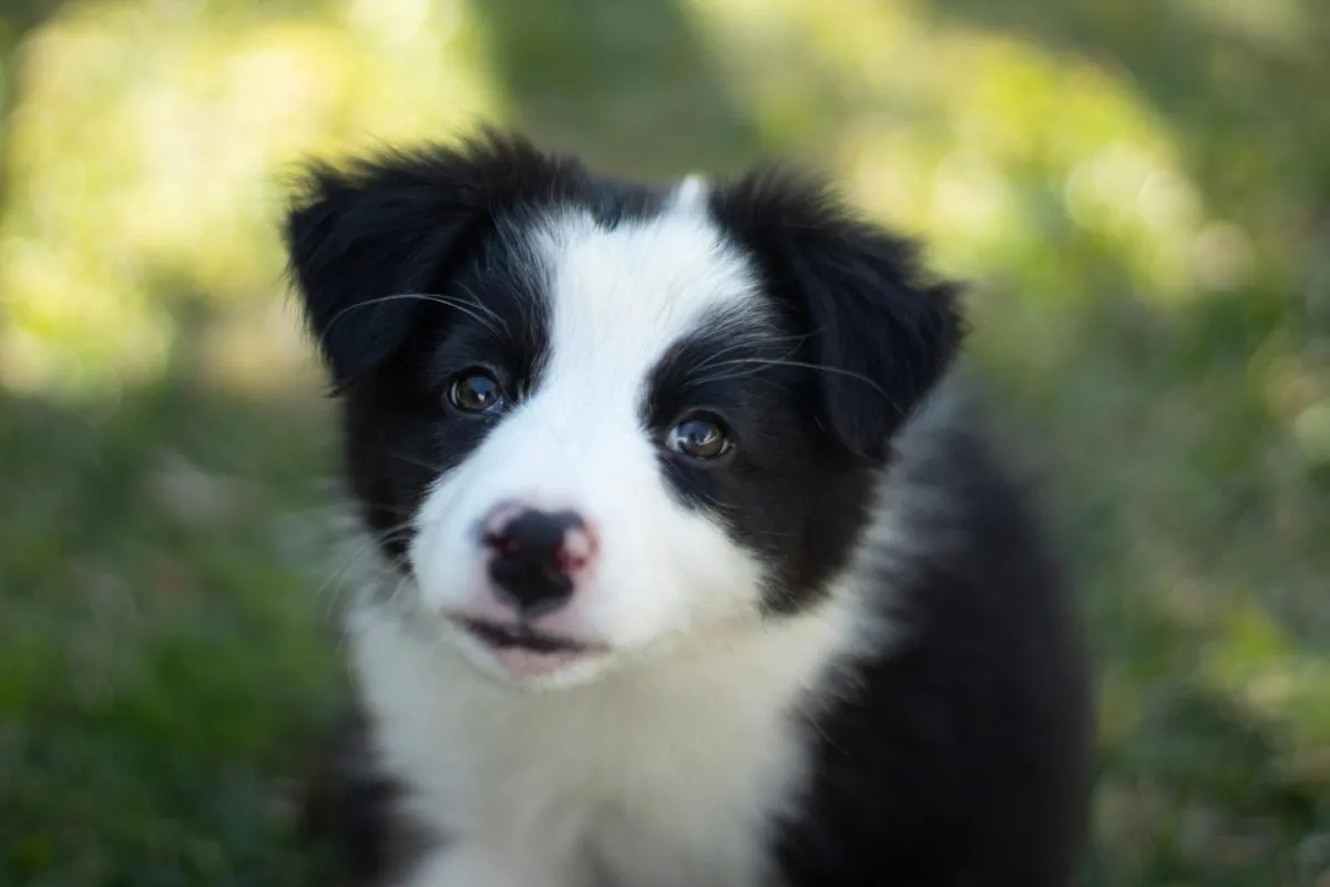 A border best sale collie puppy