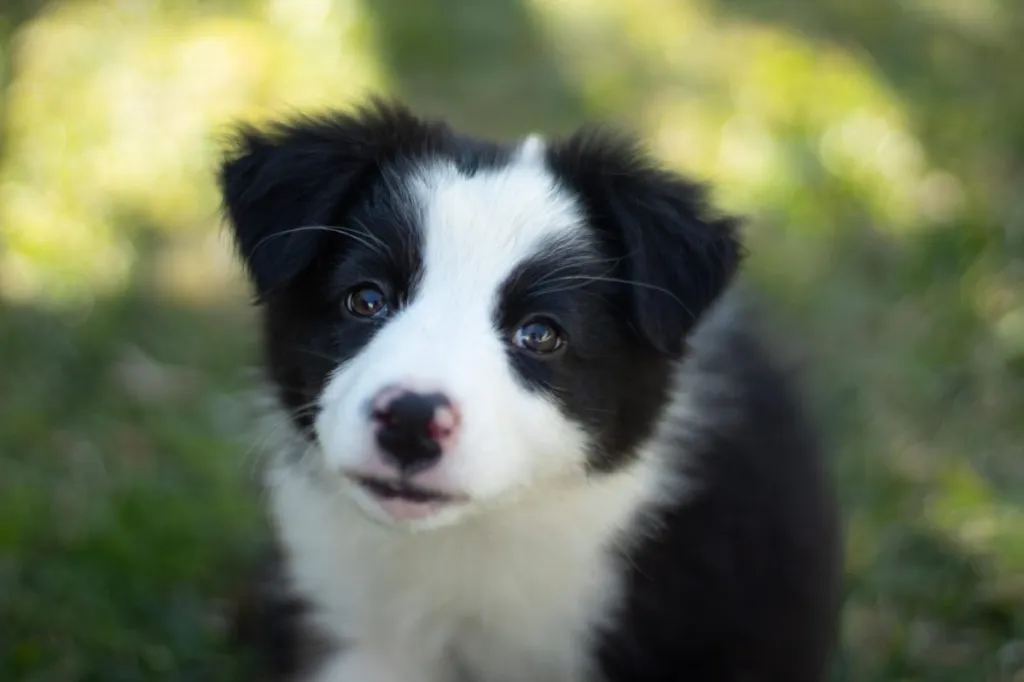 Border Collie Puppies - Animal Kingdom