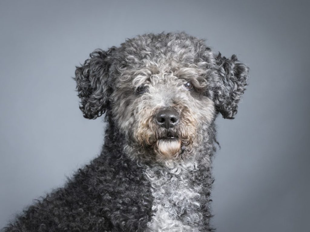 Close up of a Black Spanish Water Dog on a grey backdrop.