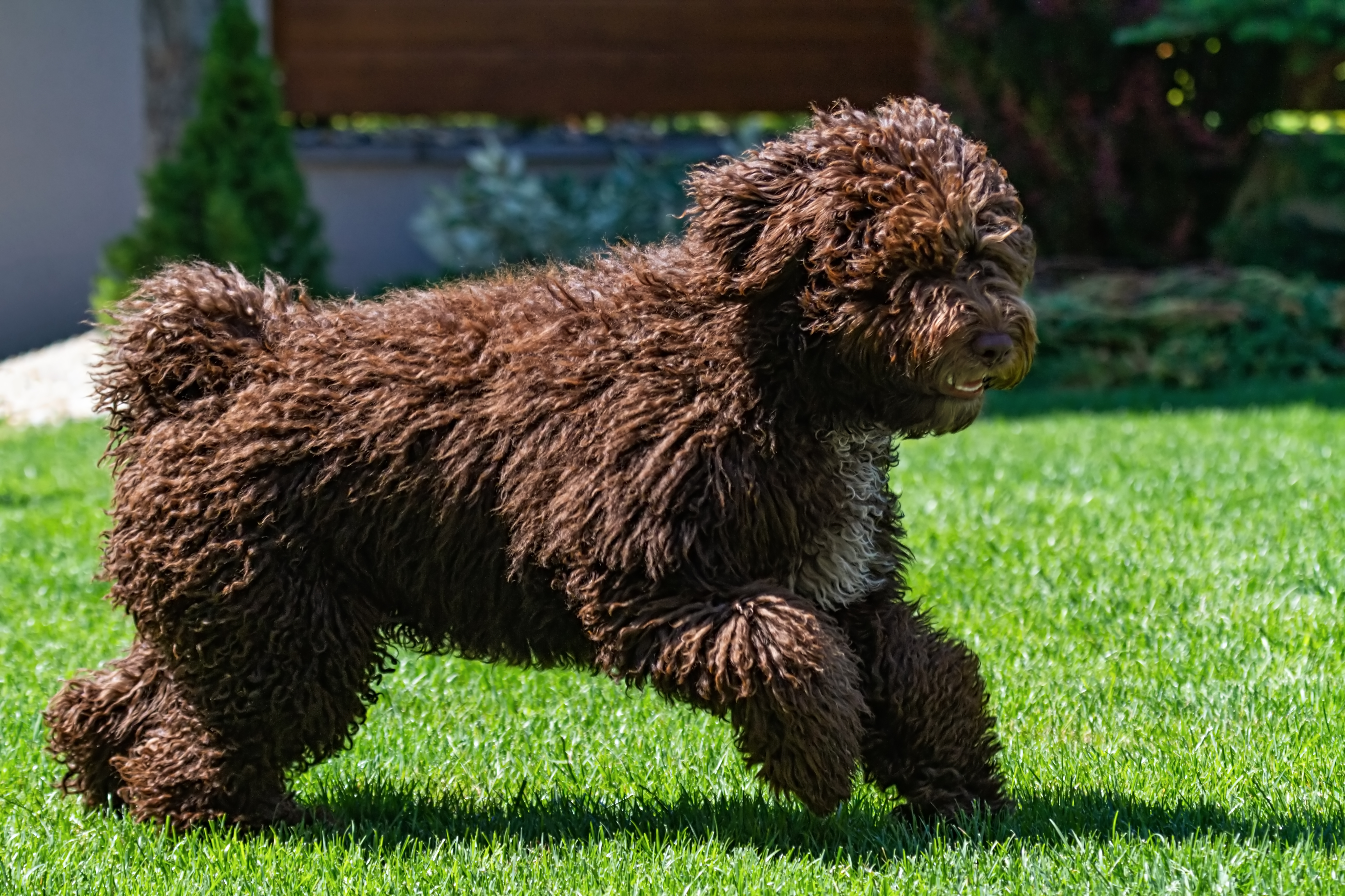 Spanish water hot sale dog breeders