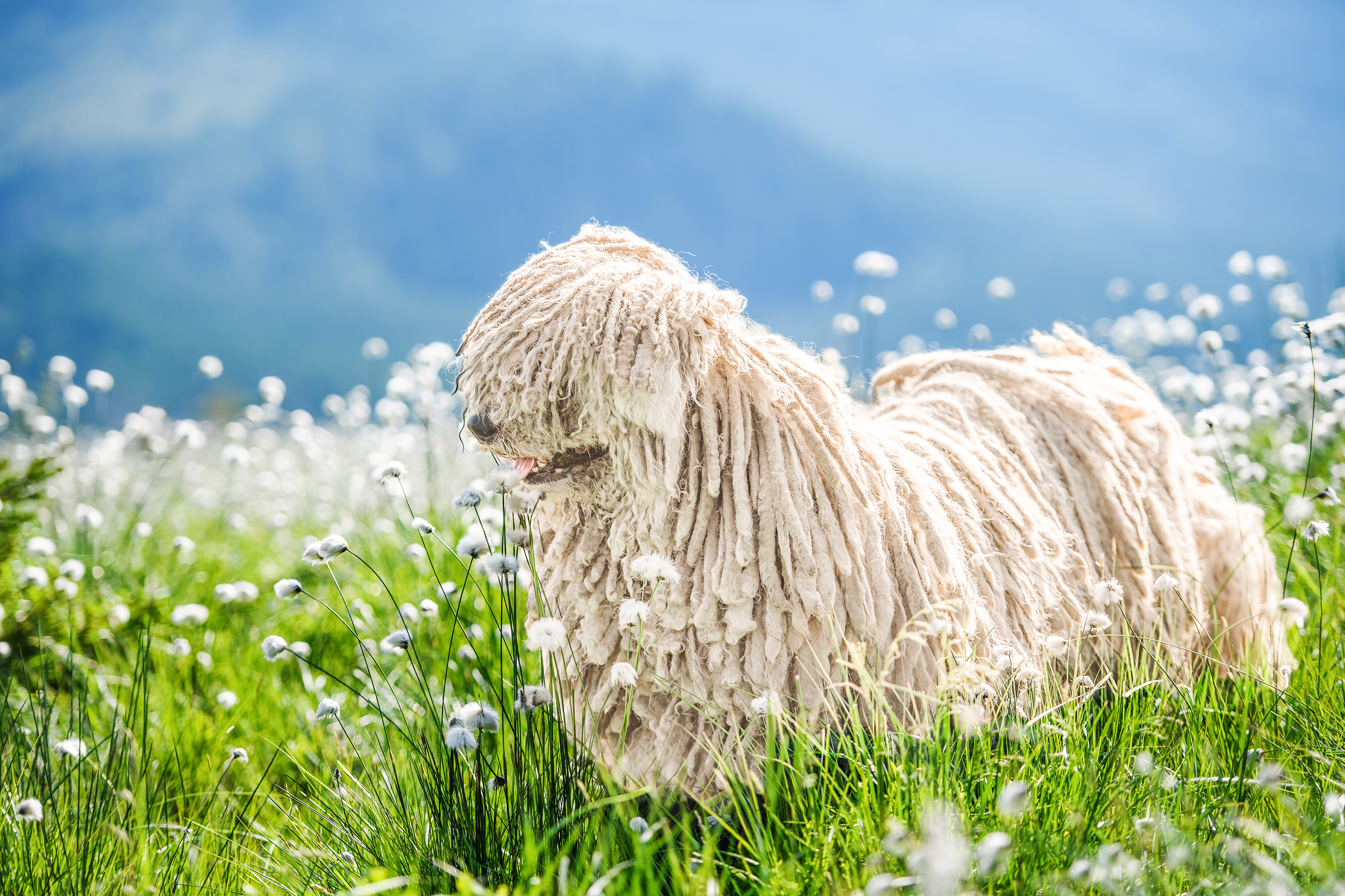 Miniature store puli dog