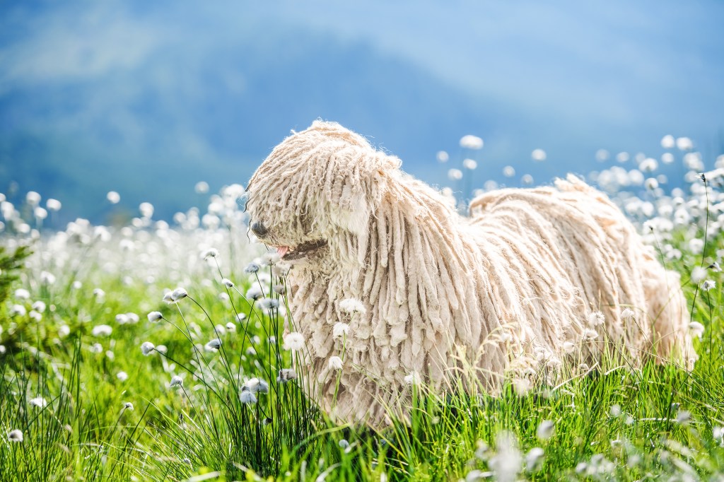 White Puli in the mountains.