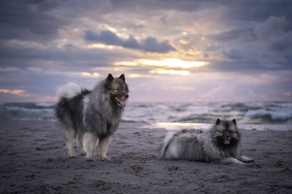 Two keeshonds on the beach