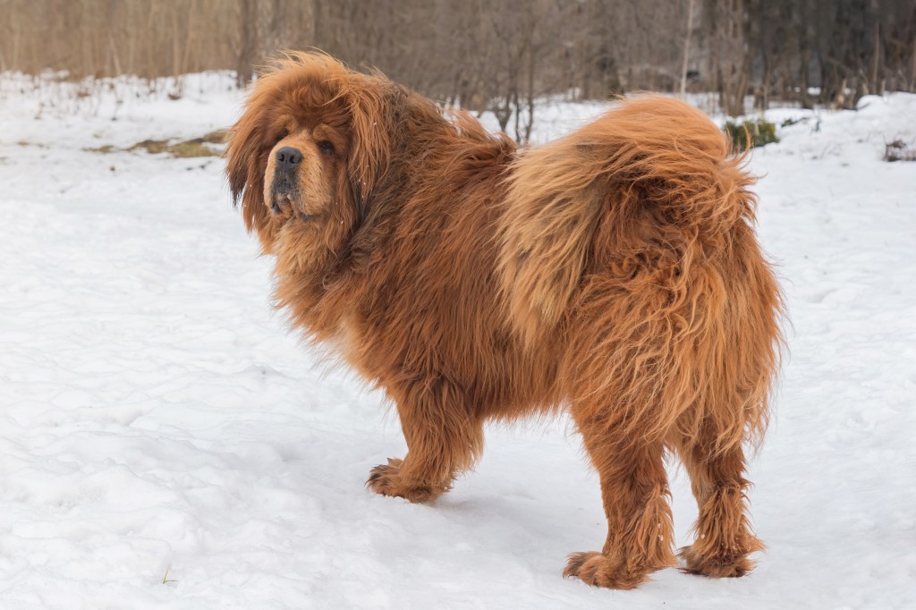 Beautiful large Tibetan Mastiff, standing in the snow