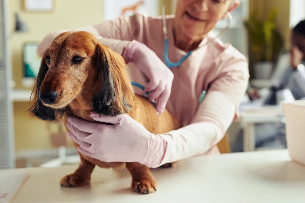 A Dachshund dog at the vets being examined for chondrodystrophy (CDDY).