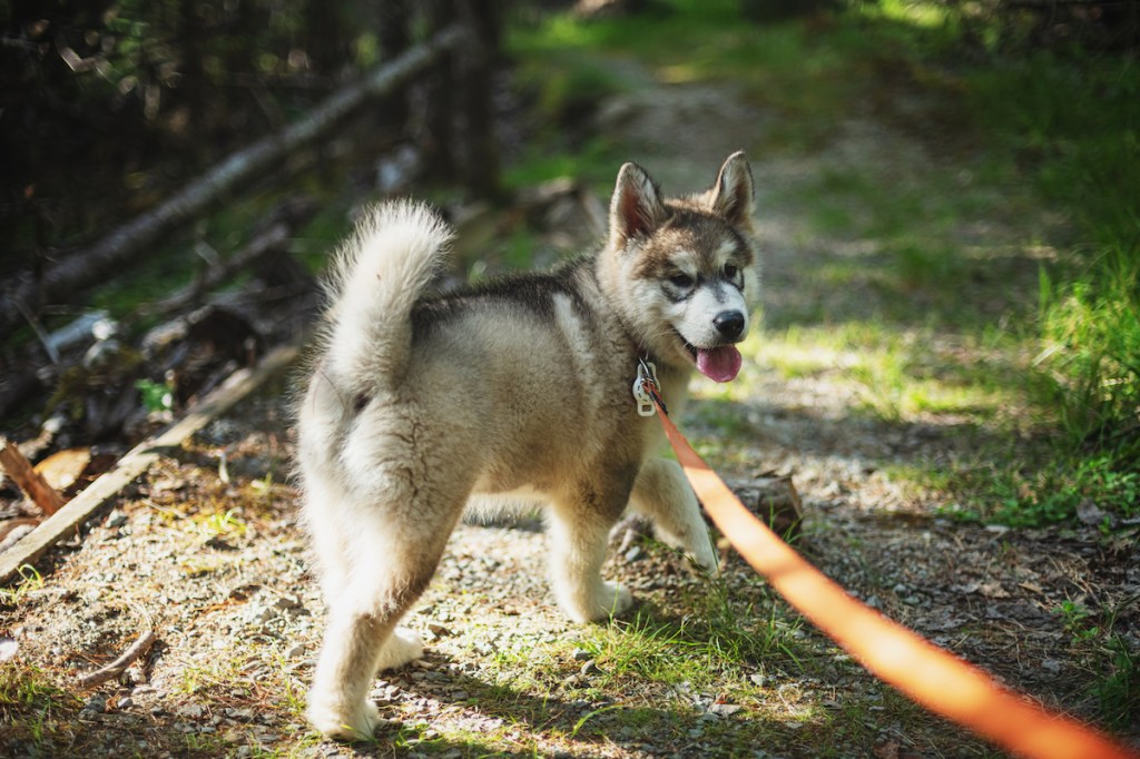 An Alaskan Malamute puppy suffering from chondrodysplasia out on a walk.