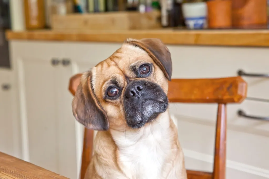 Close-up of a Pugalier tilting their head in confusion.