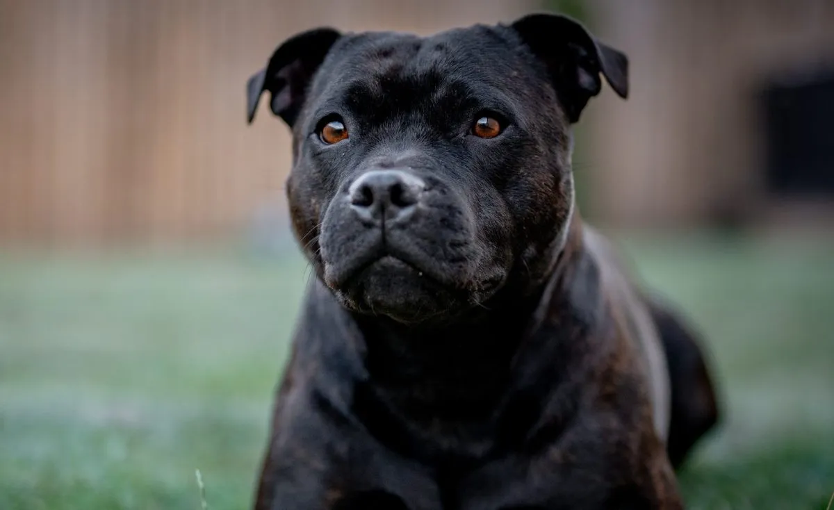 Staffordshire bull terrier store aggressive