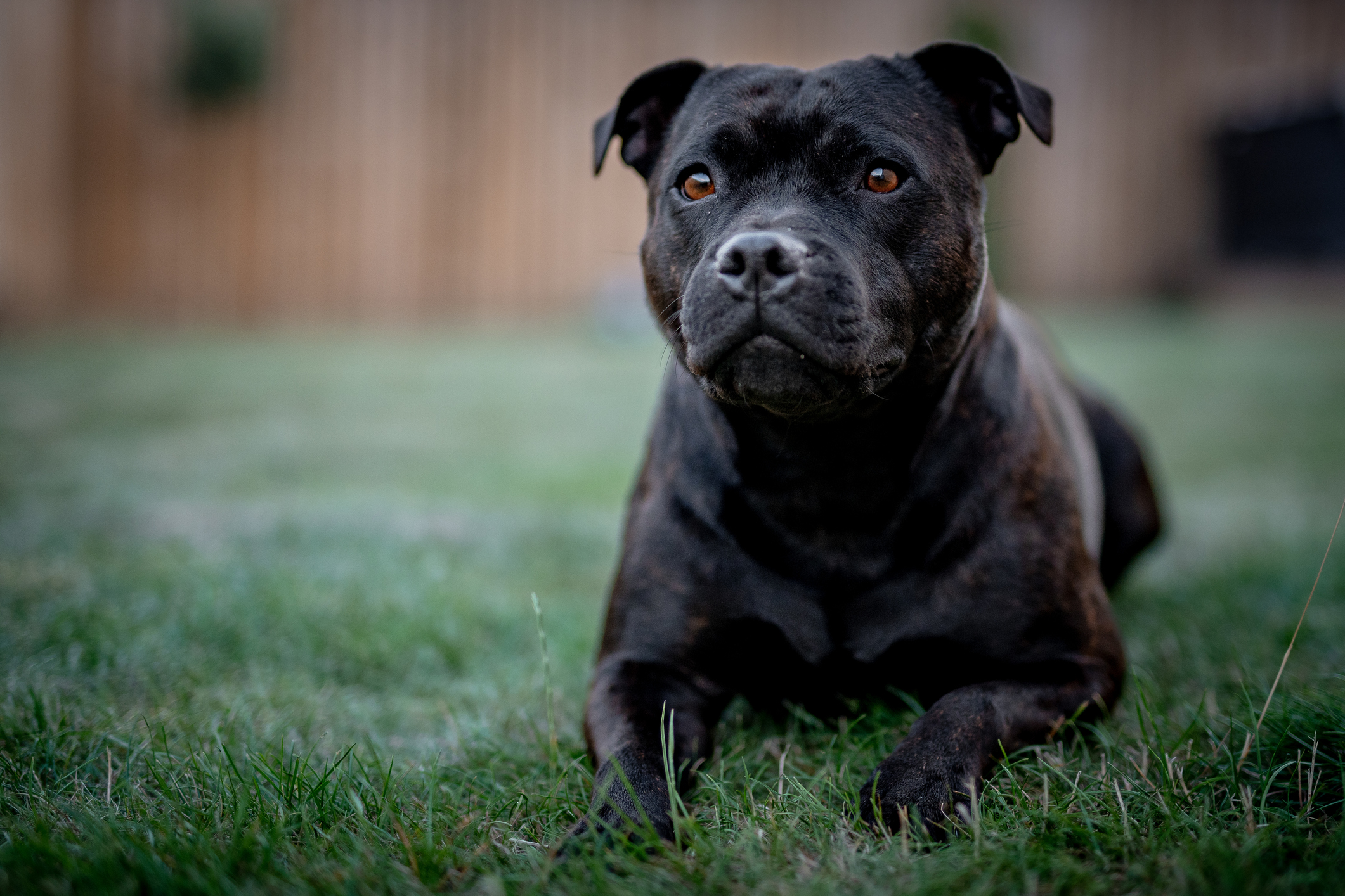 Staffordshire bull terrier hot sale is a pitbull