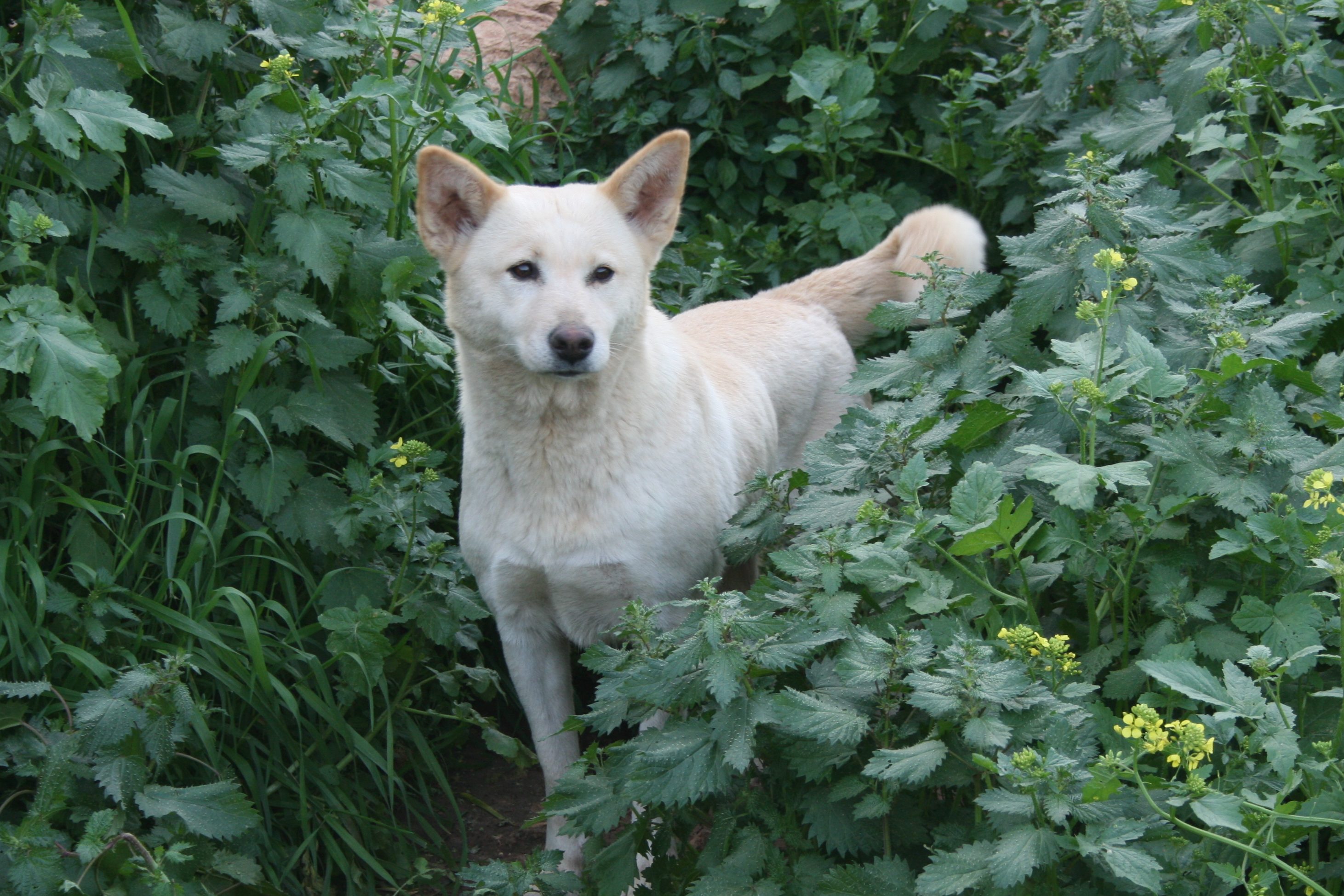 White Canaan dog standing in a bush.