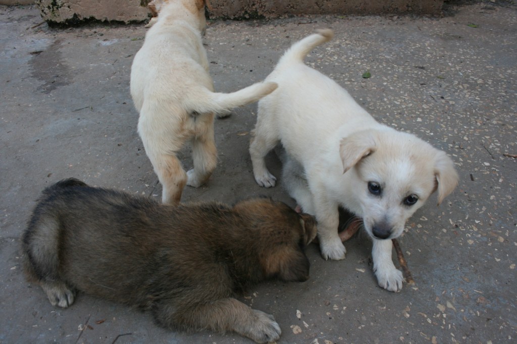 3 Canaan puppies playing on gravel.