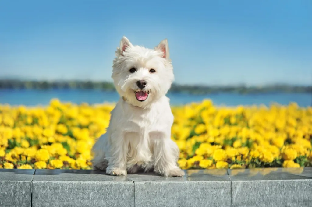 West Highland White Terrier (Westie)