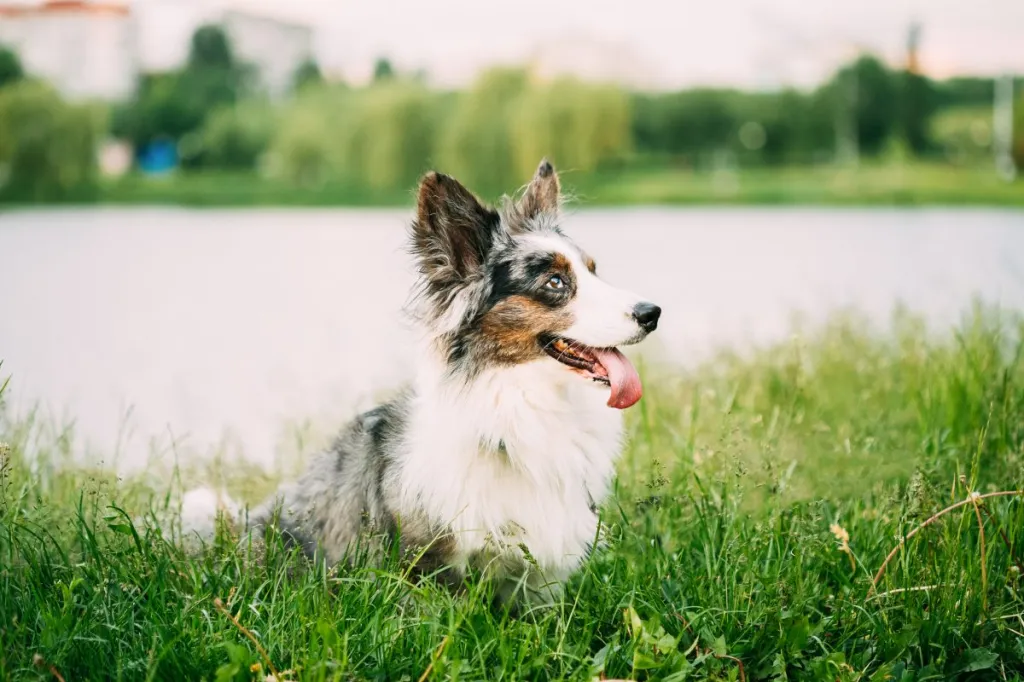 Blue Merle Cardigan Welsh Corgi smiling