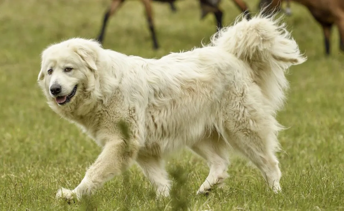 Abruzzese sheepdog deals