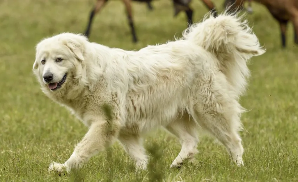 Maremma sheepdog running