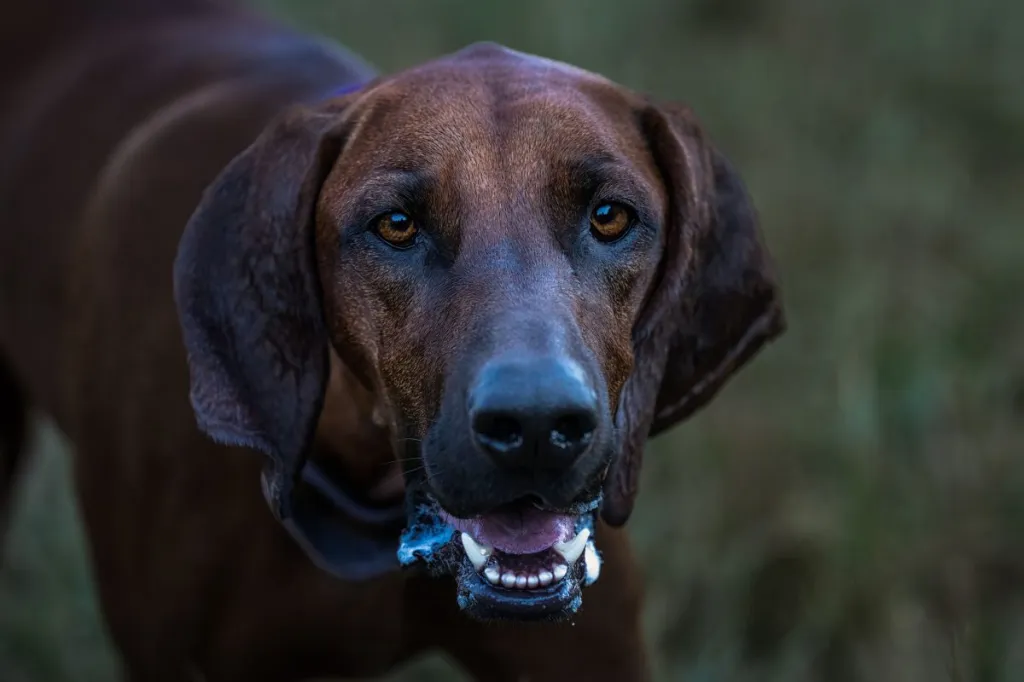 red hound puppies