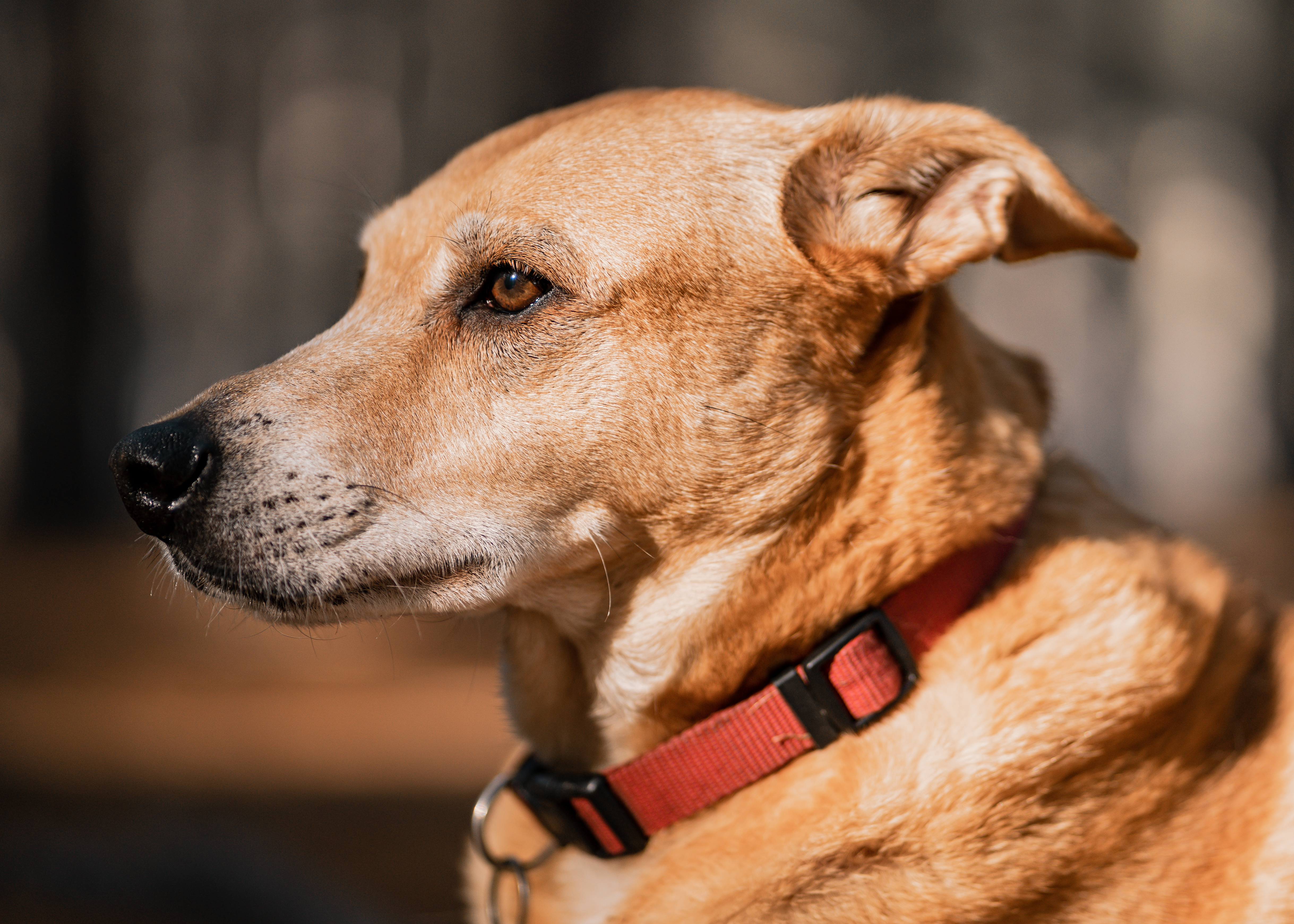 Carolina Dog Breed Information Characteristics